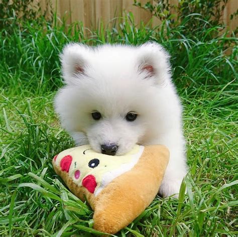 Everything You Want To Know About Samoyed Dogbeast Samoyed Dogs