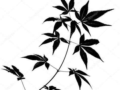 Japanese Maple Leaf Drawing | Free download on ClipArtMag