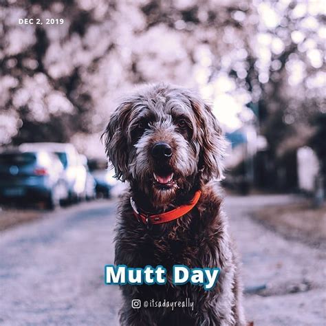 Never Too Much Live For Our Mutts National Mutt Day Comes Twice A Year