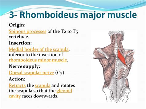 Rhomboid Major Origin And Insertion
