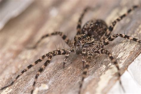 Common Spiders In Pennsylvania Spider Identification And Prevention