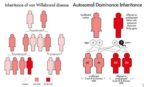 What Causes Von Willebrand Disease The Haemophilia Society