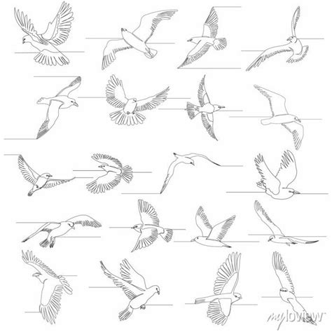 Flying Bird Line Art Ubicaciondepersonas Cdmx Gob Mx