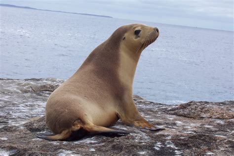 Read Of Semi Aquatic Mammals Seal By Pritish Kumar