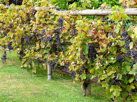 Image Grape Vine Vitis Vinifera 476172 Images Of Plants And