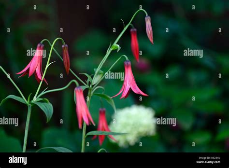 Lilium Canadense Var Coccineum Hi Res Stock Photography And Images Alamy