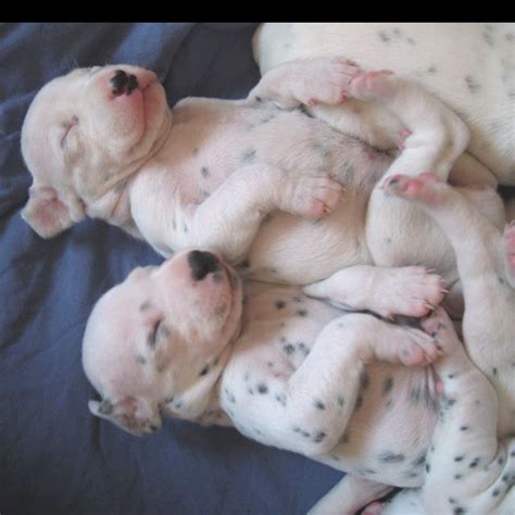 Newborn dalmatian puppies have white coats, but many of their spots are present as pigment in the skin. 238 best Dalmatians images on Pinterest | Dalmatian puppies, Adorable animals and Cubs