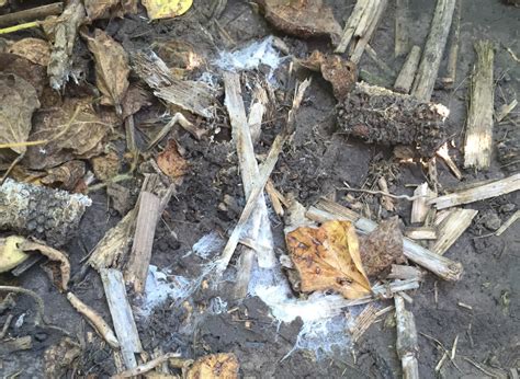 We did not find results for: Sclerotinia Stem Rot (White Mold) in Soybean: What to Look ...