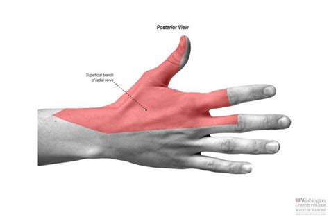Superficial Radial nerve - Anatomy - Orthobullets