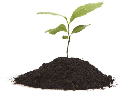 Grow Png Images Transparent Free Download
