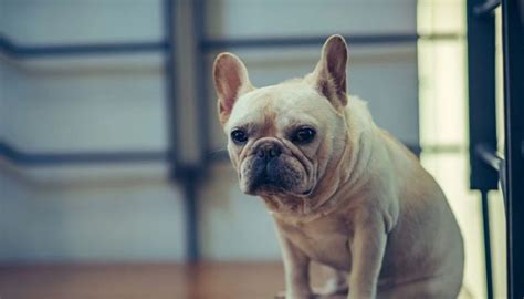 What Are The Causes Of Your French Bulldog Hair Loss French Bulldog