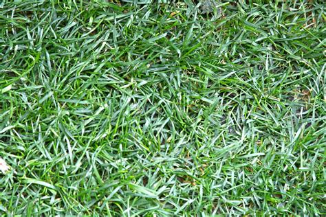 Emulsifiers that are more soluble in water than in oil allow water to act as the dispersion medium, forming an oil in water. The Best 3 Grass Types for Your Denver, CO Lawn - Lawnstarter