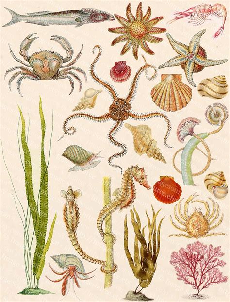 Marine Life Sea Creatures Collage Sheet Color Printable