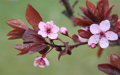 Cheltenham Spar Uk 2 Day Sugar Flower Masterclass Cherry Blossom