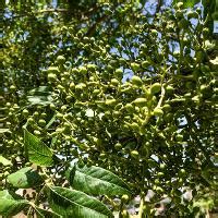 I'm certain from what i've seen the chinese pistache is a great tree despite the bad rap it has gotten for being invasive. Chinese Pistache | Plant Resources Home | TTU