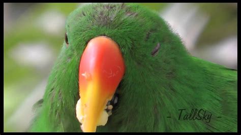 Birds San Diego Zoo Eclectus Parrots Youtube