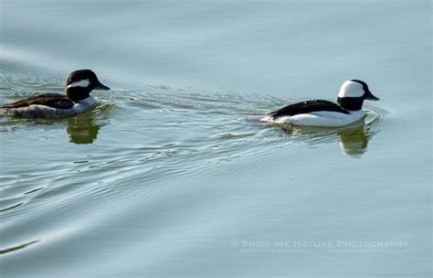 Buffleheads Arrive En Masse Show Me Nature Photography