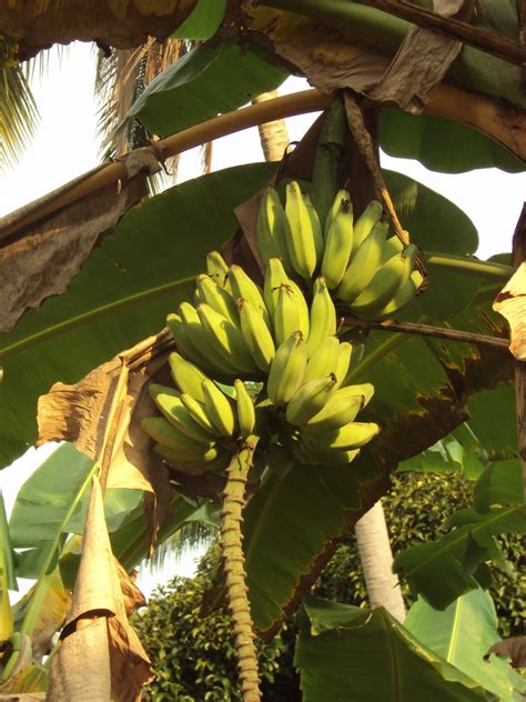 Di asia tenggara, memanjang dari malaysia, filipina, indonesia, dan sebagian papua pisang adalah namanya. Hang Kebun: PELBAGAI JENIS PISANG