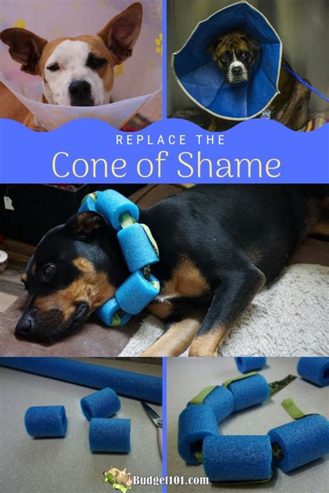 How To Make A Diy E Collar Using Pool Noodle During Quarantine Cheap