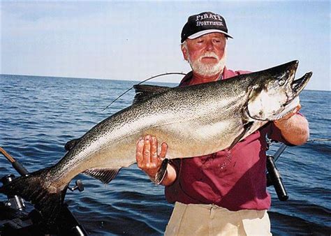 King Salmon Found In Cool Thermals Of Lake Ontario The Blade
