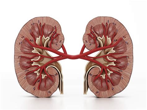Best Human Kidney Stock Photos Pictures And Royalty Free Images Istock