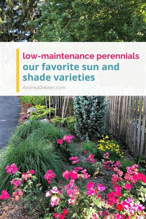 These are just a few of the options to give you a stress free but gorgeous landscape without putting in too much effort. Low-Maintenance Perennials for Sun and Shade | Andrea Dekker