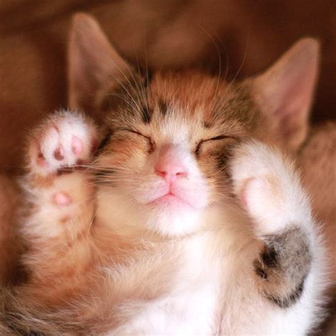20 Cute Pictures Of Sleeping Cats