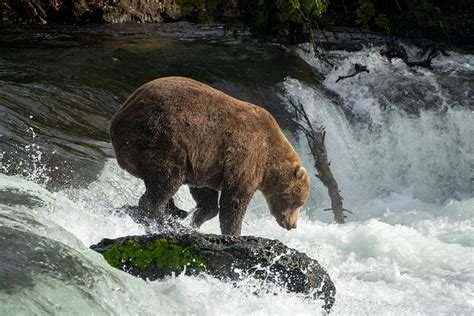 This Fat Bear Wont Win Fat Bear Week But The Bears Know Hes King