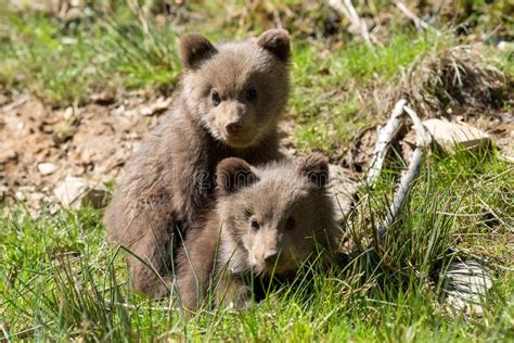 Wild Brown Bear Cub Closeup Stock Image Image Of Arctos Lovely