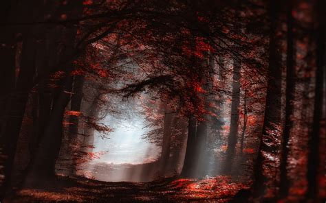 Nature Landscape Forest Mist Sun Rays Red Leaves Trees Path Fall