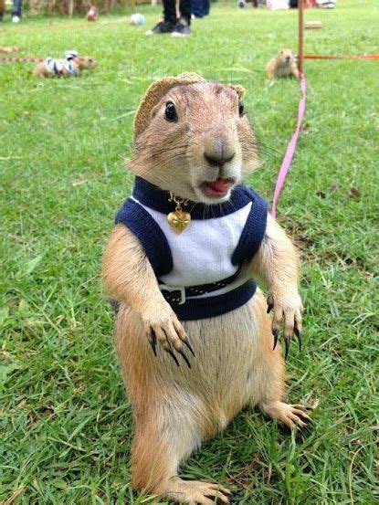 Prairie dogs may bark like dogs—that's how they got their name—but the little guys are rodents, not canines. 16 best images about PRAIRIE DOG LOVE on Pinterest | Funny ...