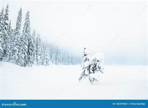 Trees Covered With Hoarfrost And Snow In Mountains Stock Image Image