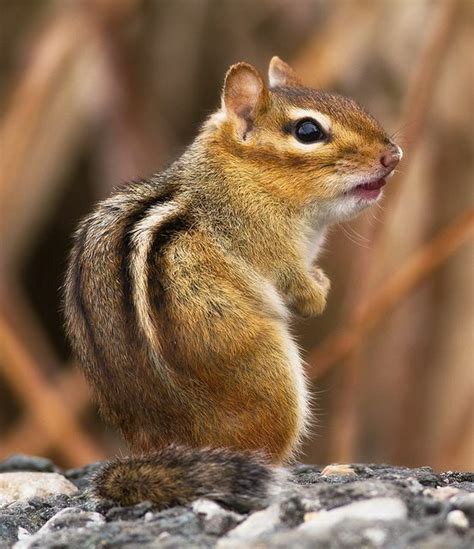 10 Best Chipmunks And Squirrels Images On Pinterest
