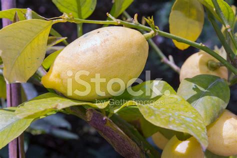 Lemon Citrus X Limon Stock Photo Royalty Free Freeimages