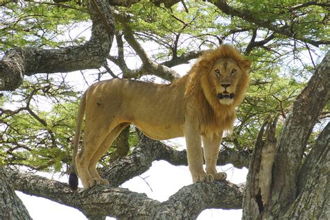 木登りライオン、オス アフリカ旅行の道祖神ブログ