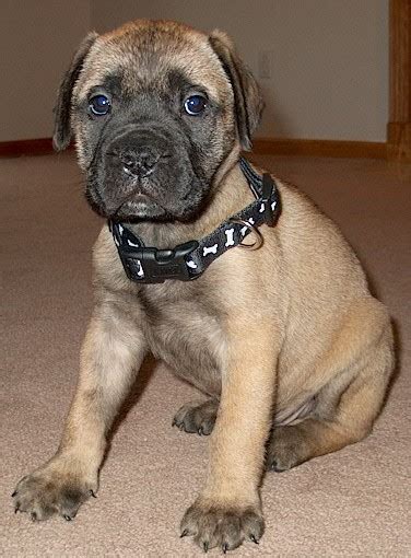 Junior was born november 30, 2007 and became a grand champion in 2011. Bullmastiff_Puppy
