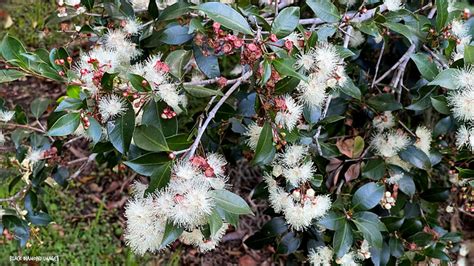 Syzygium Paniculatum Magenta Cherry Magenta Lilly Pilly A Photo On