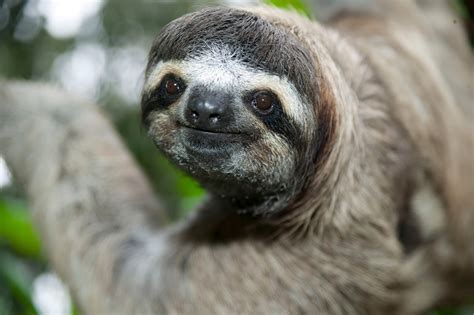 Sloth Save