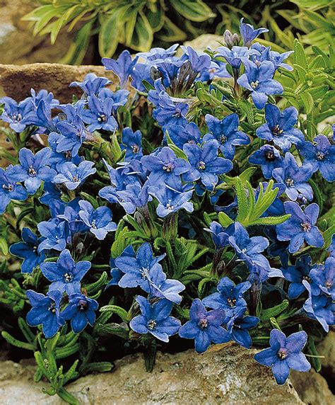 Blue Flowering Plants Uk How To Do Thing