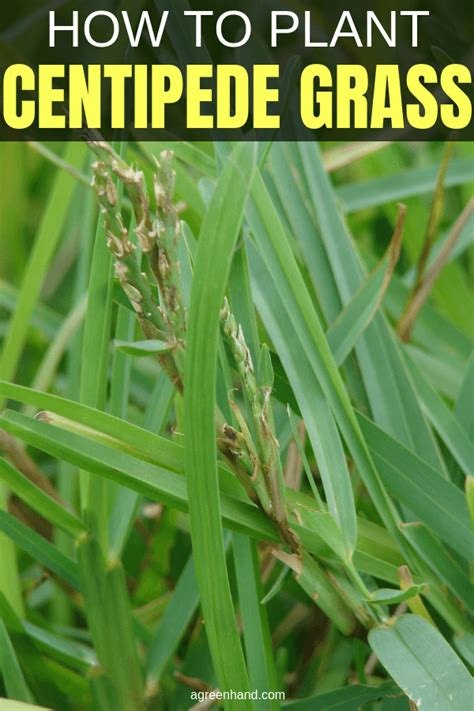 How To Plant Centipede Grass Seed Centipede Grass Centipede Grass