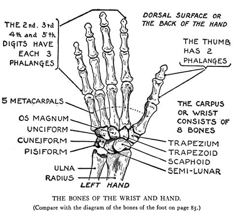 Bones Of The Right Hand Bone Skeleton Of Right Hand Human Anatomy