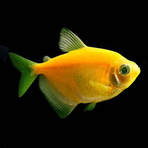 Glofish Tetra Sunburst Orange Akvaarium Pluss OÜ