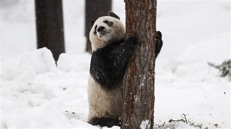 Giant Panda Debuts In Snowy Finland Cgtn