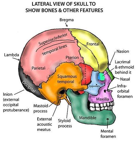 Lateral View Of Skull To Show Bones And Other Features Medschool Doctor