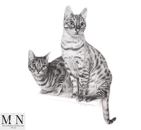 Framed Cat Pencil Drawing Melanie And Nicholas Pet Portraits