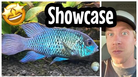 Full Grown Acara Cichlids Size Of Adults Youtube