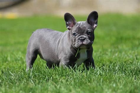 We did not find results for: What is a blue French bulldog and How to care for them | Ethical Frenchie