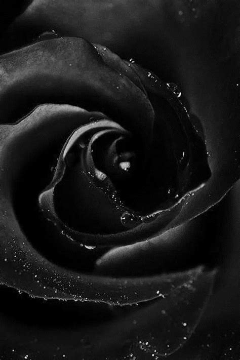 26 Black Rose Iphone Wallpapers Wallpaperboat