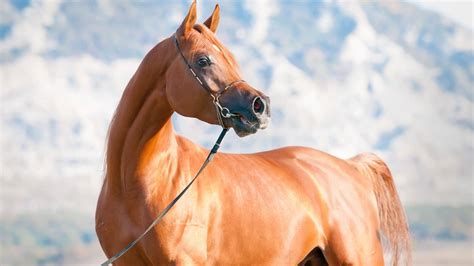Arabian Horse Breed Uncovering Fascinating Facts