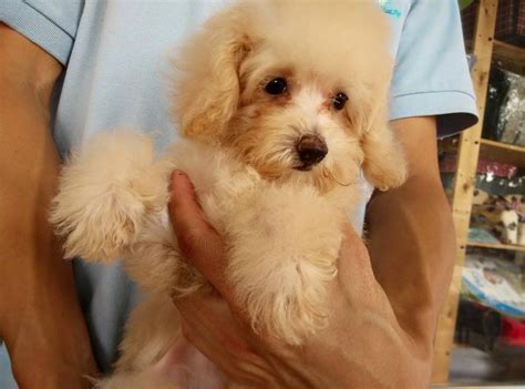 Poodle Puppy Sold 8 Years Cream Toy Poodle From Setapak Kuala